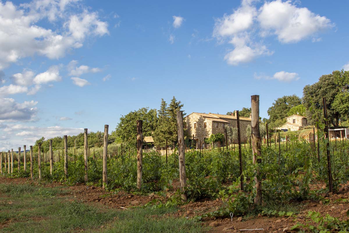 azienda agricola collemattoni